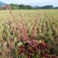 Plants in paddy fields with yellow rice background Royalty Free Stock Photo