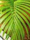 plants palm background nature & x28;MADAGASKAR& x29;