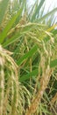 plants, panicles Croop protection