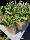 Plants in paper bags in closeup.