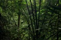 Plants in Papuan jungle on Biak Island