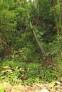 Plants in Papuan jungle on Biak Island