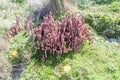 Plants of Paramo ecosystem, Ecuad Royalty Free Stock Photo