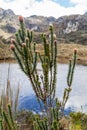 Plants of Paramo ecosystem, Ecuad Royalty Free Stock Photo