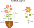 Plants Parts Diagram