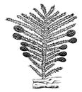 The plants of the Permian period, Conifer, vintage engraving