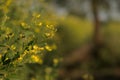 Plants of Pigeon pea with flowering yellow flower in the agriculture field with copy space Royalty Free Stock Photo