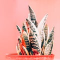 Plants on pink concept. Aloe. Plant lover art