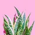 Plants on pink concept. Aloe. Plant lover. Minimal