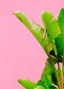 Plants on pink fashion concept. Palm lover. Canary Island