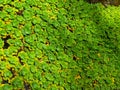 Plants pistia stratoites is a plant which capable of improving the quality of water so better