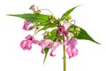 Plant studies: Himalayan Balsam - Indian balsam Impatiens glandulifera