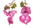Plant studies: Himalayan Balsam - Indian balsam Impatiens glandulifera Flower of the front and side