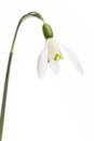Plant studies: Snowdrop Galanthus in front of white background