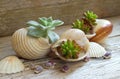 Plants planted in a shells. Royalty Free Stock Photo