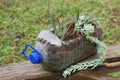 Plants in plastic bottle. Help our planet. Save nature. Reuse old things. Royalty Free Stock Photo