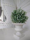 Plants and plastic pots as interior decoration on a white background