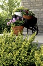 Plants on porch