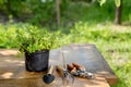 Plants in pot and garden tools on the wooden table, green trees background gardening concept Royalty Free Stock Photo