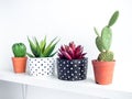 Plants pot. Green and red succulent plants in modern black and white with dots pattern colour painted concrete planters and cactus