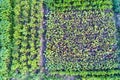 Plants of potato, beet and carrot in a field in Kursk region of Russia Royalty Free Stock Photo