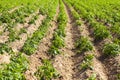 Plants of potatoes on field.