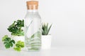 plants in pots distorted through water in bottle on white background. Home decor, eco friendly, relax concept Royalty Free Stock Photo