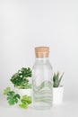 plants in pots distorted through water in bottle on white background. Home decor, eco friendly, relax concept Royalty Free Stock Photo