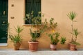 Plants in pots on near a textured wall with a window, Greece. Royalty Free Stock Photo