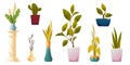 Plants in pots, potted houseplants and flowers Royalty Free Stock Photo