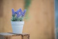 Plants in pots on the table