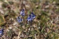 Plants of prostrate speedwell, Veronica prostrata