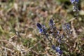 Plants of prostrate speedwell, Veronica prostrata