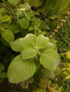 Plants in Quinta da Boa Vista Rio de Janeiro Brazil.