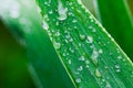 Plants after a rain Royalty Free Stock Photo