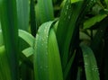 Plants after rain. Bright green grass. Drop of water