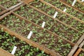 Plants ready for planting seedling in hothouse Royalty Free Stock Photo