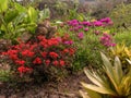 Plants of red geraniums and pink carnations in full bloom Royalty Free Stock Photo