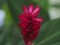 Plants red ginger flower close-up in nature garden. Royalty Free Stock Photo