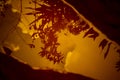 Plants reflection on the puddle water surface on the ground in a sunset Royalty Free Stock Photo