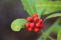 A plants in the reg color with green leaves Royalty Free Stock Photo