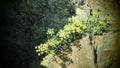 Plants on a rock