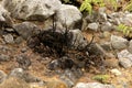 Plants and rocks scorched by volcanic eruptions