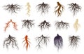 Plants roots systems, growing fibrous trees roots. Underground plants plants, trees branched root vector symbols set Royalty Free Stock Photo