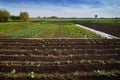 plants in rows on a kitchen garden farm springtime Royalty Free Stock Photo