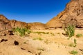 Plants in the Sahara desert. Sahara, Algeria