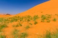Plants in the Sahara desert. Tassili N`Ajjer National Park, Algeria,