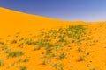 Plants in the Sahara desert. Tassili N`Ajjer National Park, Algeria,