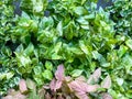 Plants for sale at Chatuchak market