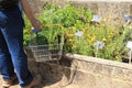 Plants for sale in Great Dixter House & Gardens in the summer. Royalty Free Stock Photo